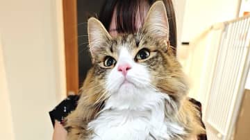 「何この幸せ空間…」SNSで大バズり！“デカネコ万博”に大きいにゃんこ達の写真が集結し「ずっと見ていたい！」と大反響【激かわアニマル奇跡の瞬間 年末スペシャル にゃんこ一気見せ！】