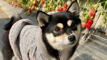 「動きがたまらない！」柴犬が見せた“不思議な踊り”に思わずくぎ付け！カタカタと怪しげな音が…まるで“タップダンス”のよう！？【激かわアニマル奇跡の瞬間 年末スペシャル 柴犬DAY】