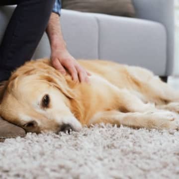 犬に苦痛を与える『撫で方』５選　良好な関係性を保つためのスキンシップまでご紹介