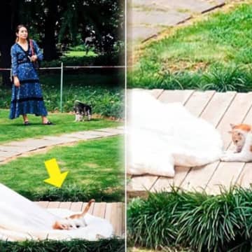 結婚式のサプライズゲストは可愛い『子猫』！みんなが笑顔になった、最高のハッピーエンドとは？