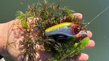 寒波の冷え込みでもバスは元気もりもり。キーワードはウィードと巻きスピード！「スローに巻くのはむしろ悪手」そんな時のオススメルアーは？