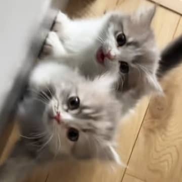 おやつが欲しい2匹の子猫→飼い主さんを見つめて…何度でもあげたくなる『可愛すぎるおねだり』が49万再生「ヤバいね」「心臓がつぶされる」