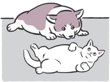 ペットにも「正月太り」は存在する？お散歩していても意味はない！？