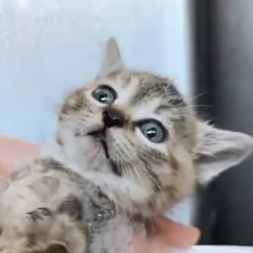 体が汚れていた保護子猫→『初めてのシャンプー』をしてみると……可愛すぎる光景に「最高だねｗ」「きれいになって良かったｗ」と反響