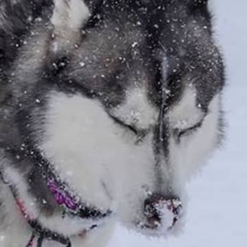 雪景色の中で『全集中』するハスキー犬→微動だにしない『まさかの理由』に1万6000いいね集まる「ウンの呼吸」「雰囲気出てるけどｗ」と爆笑