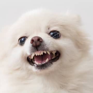 『怒りっぽい犬』の特徴５選　すぐに激怒してしまう要因や改善するために飼い主ができることまで