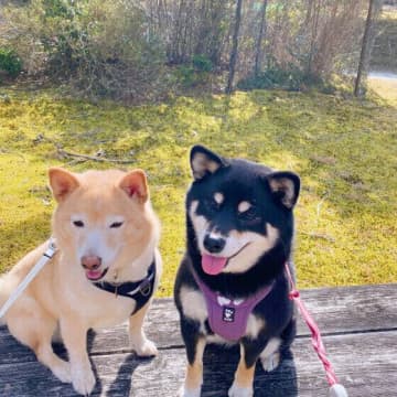 犬がほかの動物にやさしい理由　犬の愛情深さと仲間意識の背景