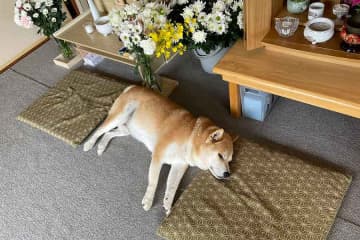 「泣けてきちゃうよ」「だから俺はいぬが大好きなんだ」　柴犬の愛情深さがわかるエピソード3選【2025年まとめ】