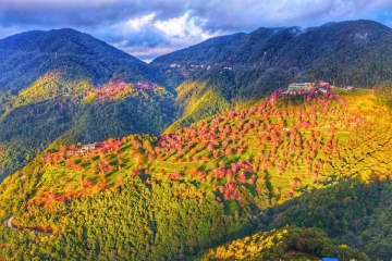 ＜写真特集＞雲南省の山に満開の冬桜、緑の茶畑との競演