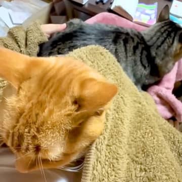 寒い夜→猫をヒザの上に乗せていたら、もう１匹が…思わず心まで温まる『尊い行動』に反響「幸せな空間」「ママさんの嬉しそうな声がいいｗ」