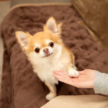 犬がみせる『あざとい』行動5つ　可愛く見える仕草の意味や飼い主の間違った対応まで
