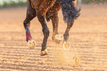 【高知競馬】年末最終レースで1レース売得金レコード更新、7億9700万円超え