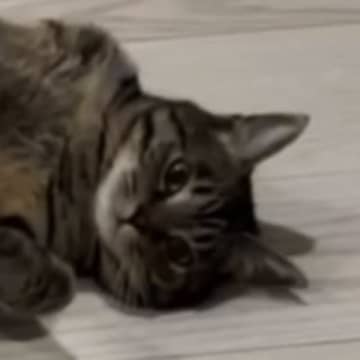 お風呂から上がると、『出待ちしていた猫』…完全に想定外な『クセ強めのポーズ』に爆笑「めちゃくちゃ可愛いｗ」「なんてあざとい」