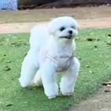 『ドッグランは撫でてもらえる場所』と勘違いしている犬→知らない人と目が合うと…愛くるしい行動が53万再生「ファンサｗｗ」「かわいい」