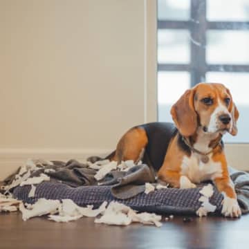 犬を飼った人が思う『苦労』5選　実は大変なワンコとの生活や負担を軽減する方法まで