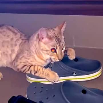 玄関に行くと、サンダルに嚙みついていた猫→『引き離そうと』したら…笑ってしまう展開が47万再生「現行犯逮捕されたｗ」「可愛すぎるｗｗ」