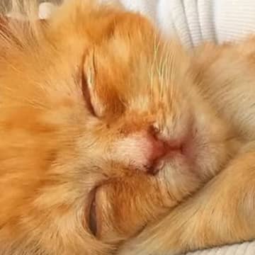 数日で力尽きると思われた子猫が驚きの回復！小さな体で必死に戦う姿に感涙