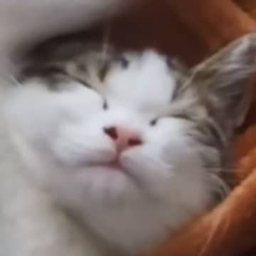 熟睡していた子猫→『体勢』を見たら……飼い主爆笑の『とんでもない光景』に「うらやましい柔らかさｗ」「ホラーかと思ったｗ」の声