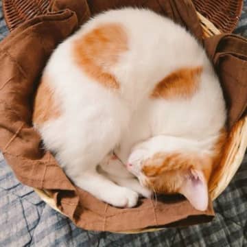 カゴの中で丸まって『ゆったりと眠っていた子猫』→現在……可愛すぎるビフォーアフターに２万いいね「芸術作品ニャ」「ラテアートっぽい」