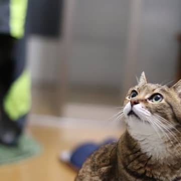 猫も『空気を読んでいる』と感じる瞬間3選　そう見える理由や察知能力のヒミツ