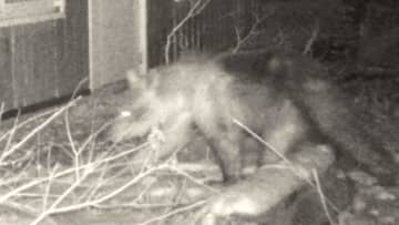 円山動物園に野生のヒグマ侵入…決死の駆除対応に当たった“キーパーソン”が初めて語る“緊迫の73時間”の舞台裏「信じられないような気持ち」　札幌市