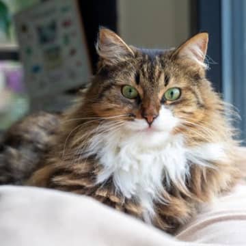 猫が『毛割れ』を起こしているときの原因3つ　病気が潜んでいる可能性から改善策まで