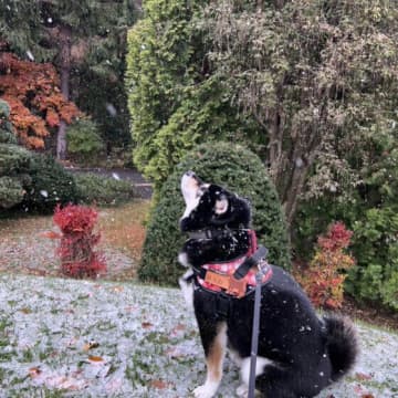 犬が冬の散歩に行きたがらない理由と対策法｜嫌がるときの上手な対応ポイント