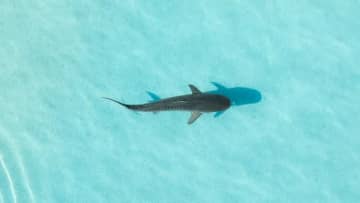 浅瀬に現れた1頭のサメ。なぜか浜に進み…→"めったにない光景"に撮影者「自然への尊重と警戒を」