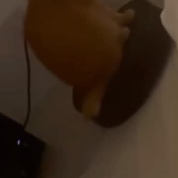 午前３時に動き出したロボット掃除機→上を見たら、猫が……『まさかの光景』に爆笑の声続出「起きることを理解してて賢いｗ」「キツいねｗ」