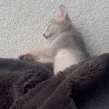 眠っていた子猫→毛布をめくってみたら…想像もしていなかった『長すぎる光景』に1万9000いいね「吹き出しちゃった」「芸術的なフォルム」