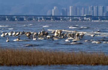閩江河口湿地にコハクチョウの群れ　中国福建省