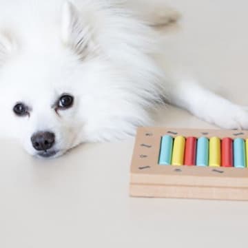 犬に『知育玩具』は必要なの？おもちゃを与えるメリットや選ぶときのポイントまで解説