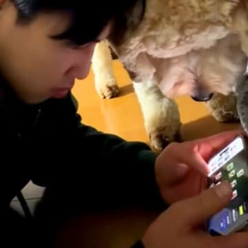 お兄ちゃんがスマホゲームをしていたら、犬が興味津々に覗いてきて…ワンコとは思えない『弟のような行動』が話題「近いってｗｗ」「仲良し兄弟」