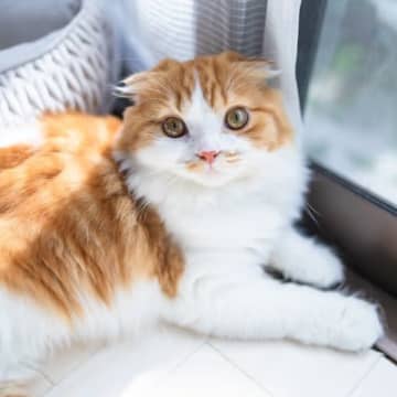 猫が発症する『骨軟骨異形成症候群』とは？主な原因や症状、治療法まで解説