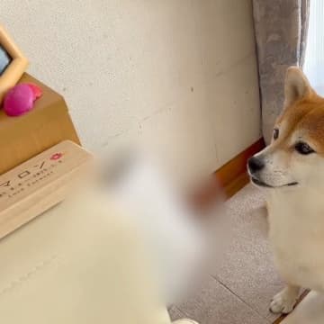 実家に帰省した犬→大好きだった『先輩犬の遺影』を見つめ…切なすぎる『まさかの行動』に涙「表情が…」「大好きだったもんね」と感動の嵐