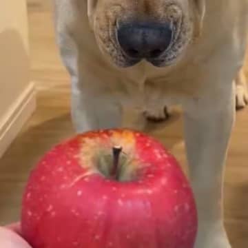 『りんごは切ってから食べるもの』と思っている大型犬→丸ごとあげた結果…まさかの反応が12万表示「困り顔がｗ」「しっぽは喜んでて草」と絶賛