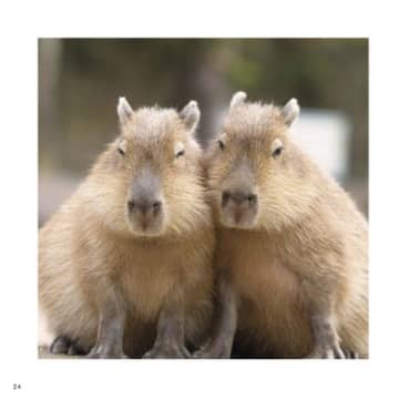 カピバラ写真集「たっぷりカピバラ」発売