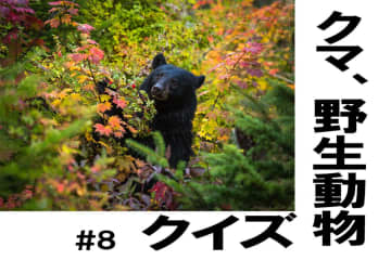 かわいいだけじゃ…「アライグマ」ってどんな動物？【クマ、野生動物クイズ#8】奥深い狩猟免許の世界