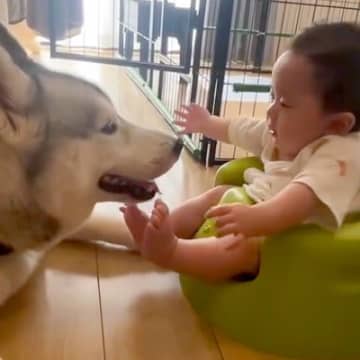 『赤ちゃんが突然泣き出した』と思ったら、そばにいるハスキー犬に…愛おしすぎる『泣いていた理由』と尊い光景が195万再生「最高の兄ちゃん」
