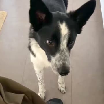 猫のおしりを『トントン』した結果→犬が『いじめられている』と勘違いして…まさかの対応が13万再生「全員可愛すぎ」「大好きなんだね」