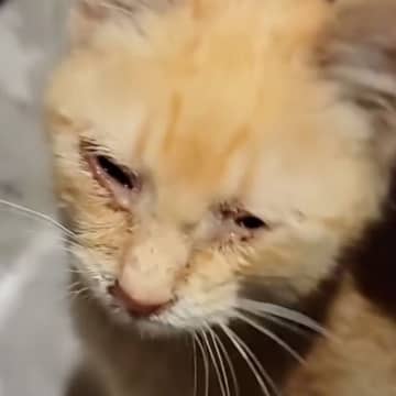 小さな体で必死に助けを求めた『目のふさがった子猫』→保護されると…見違える変化に感動すると69万再生「涙が出てくる」「愛情を感じた」