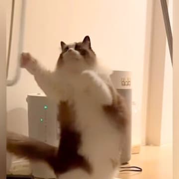 叱られると、いつも机の下に隠れてしまう猫→持ち上げてみた結果…思った以上に『感情がダダ漏れな様子』に反響「可哀想すぎてかわいいｗ」