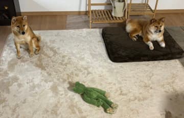 「生い立ちがわからない」元保護犬　先住犬と過ごした1年で“安心できる居場所”を見つけ、家族の一員に