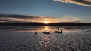 青海湖にハクチョウの姿　中国青海省