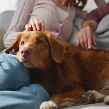シャイな性格の犬がみせる『愛情表現』5選　可愛すぎる行動や控えめなワンコへの接し方まで