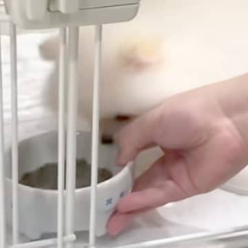 赤ちゃん犬に『初めてのごはん』をあげてみた結果→食いつきすぎて…衝撃的な『まさかの行動』が話題「可愛くて笑っちゃう」「お犬様回収ｗ」