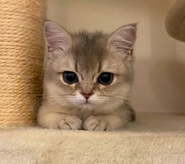 よちよち子猫が、2年で“天然まんまるフェイス”に！　愛らしすぎる成長ビフォーアフターにキュン