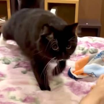 眠りにつこうとベッドで横になると、白黒ネコが…一緒にいたくて見せた『尊い行動』に反響「気持ち良さそうに寛いでる」「世界で１番かわいい」