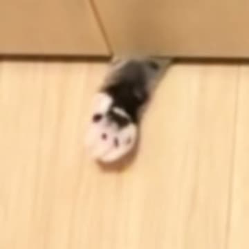 トイレに入っていると、ドアの下から『猫』が…まさかの行動が可愛すぎると51万再生「今助けるニャ」「隙間が空いてる理由が分かったｗ」