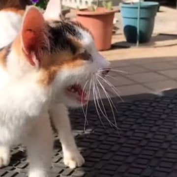 声が出なかった『ボロボロの子猫』→迷わず保護した日から１年…思わず涙が出る"記録"が21万再生「ジーンときた」「幸せいっぱいだね」